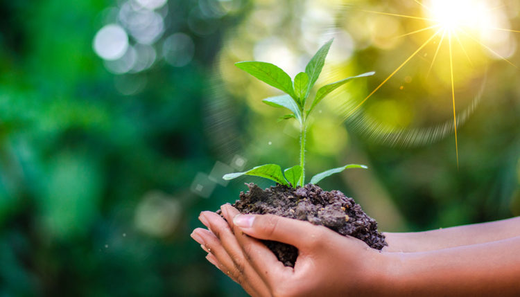 Child hold plant with soil